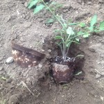 Place Tomato Plant In The Hole