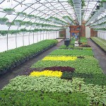Professional Greenhouse - Healthy Plants