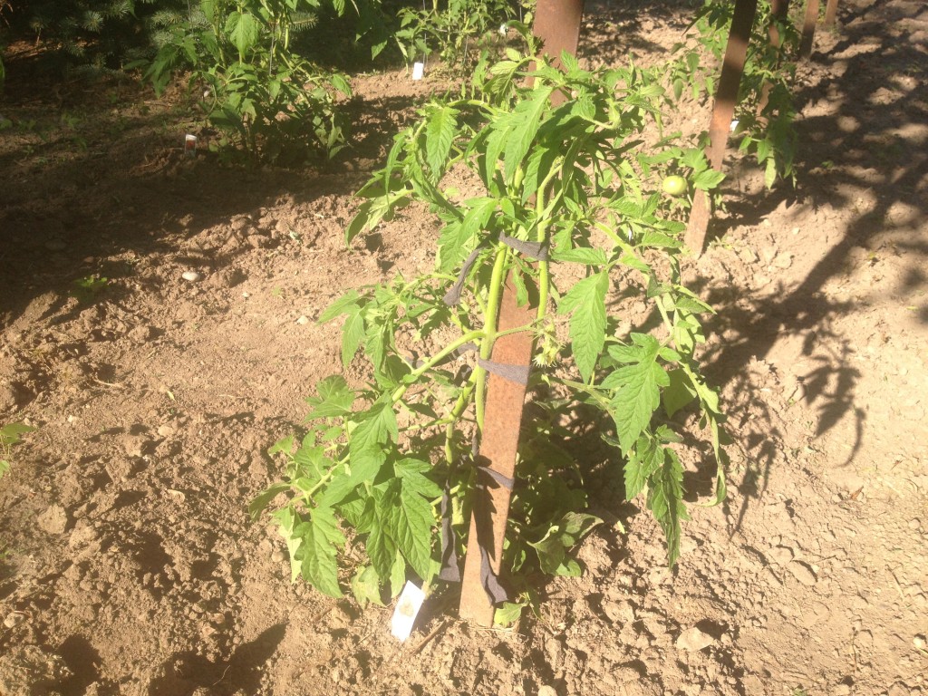 How do you tie up tomato plants information