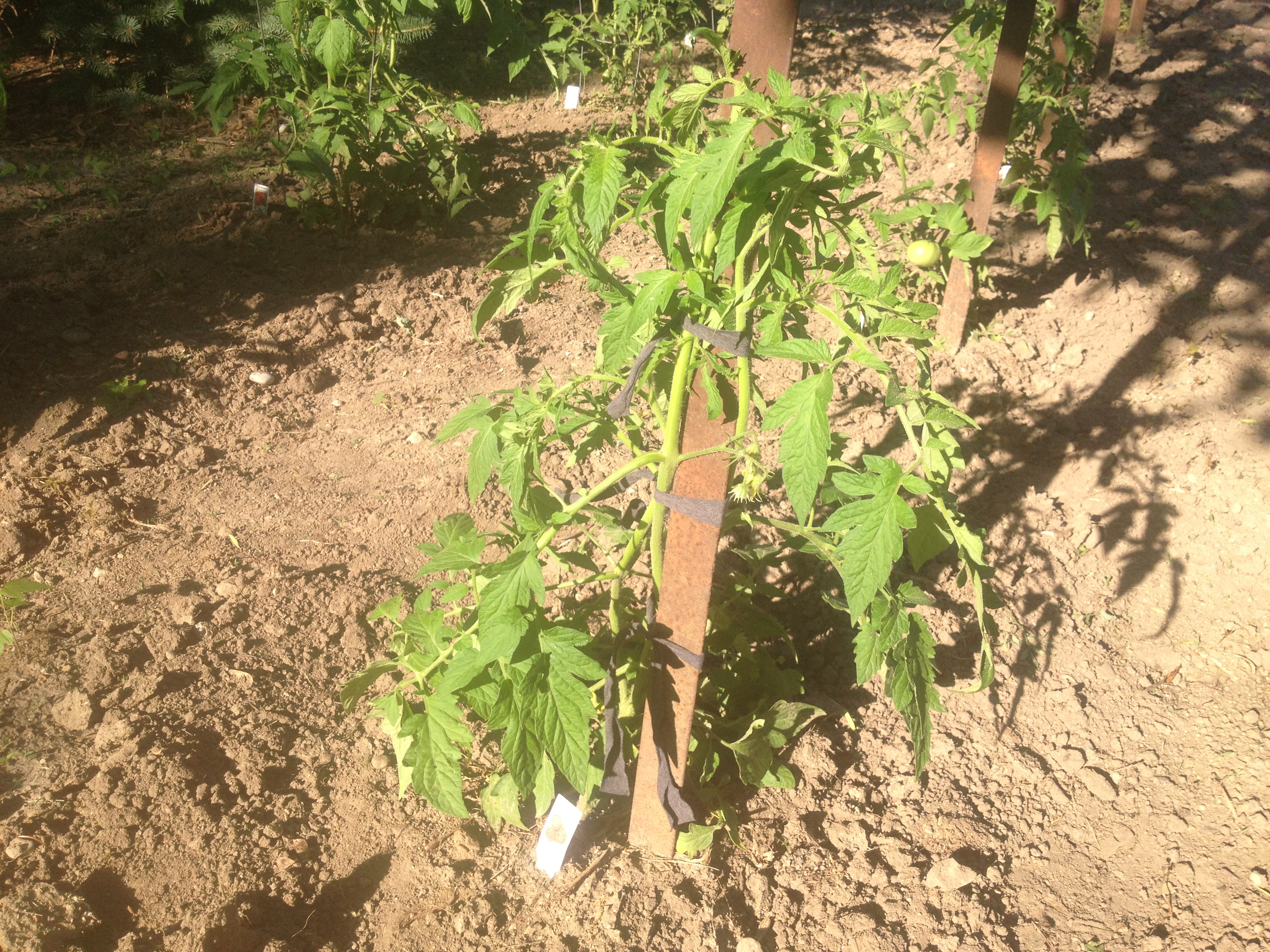 Pruned & Tied Tomato Plant