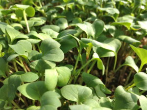 alfalfa-microgreens