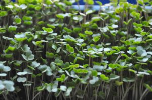 buckwheat-microgreens