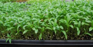 cilantro-microgreens