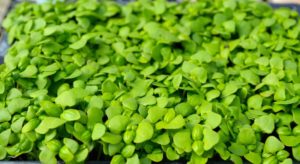 genovese-basil-microgreens