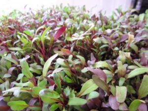 microgreens-beet-bulls-blood