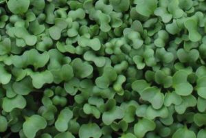 microgreens-broccoli