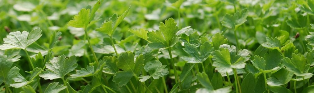 parsley-microgreens