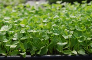 parsley-microgreens