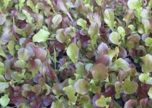 red-rubins-microgreens