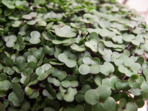 red-russian-kale-microgreens