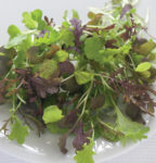 Spicy Micro Greens