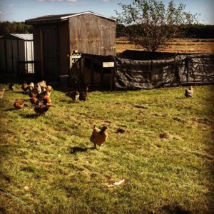 Homestead Chickens