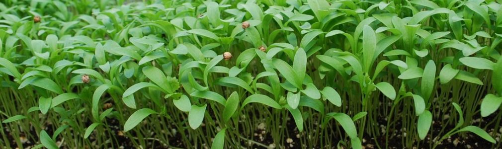cilantro-microgreens